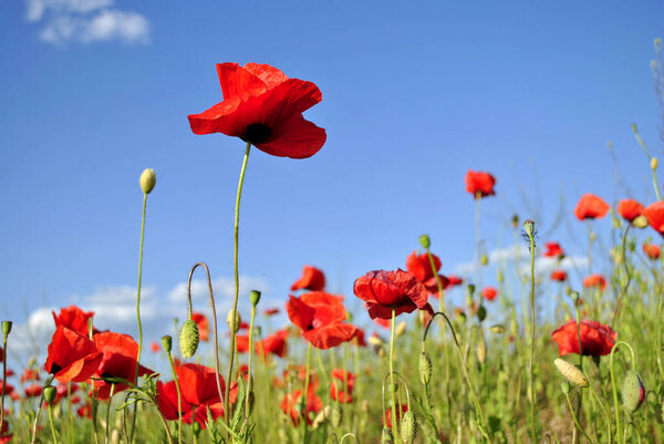 beautiful red poppies on green field 