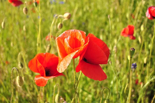 Красные Цветы Мака Траве — стоковое фото