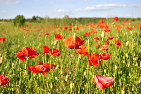 stock image field with red poppies 