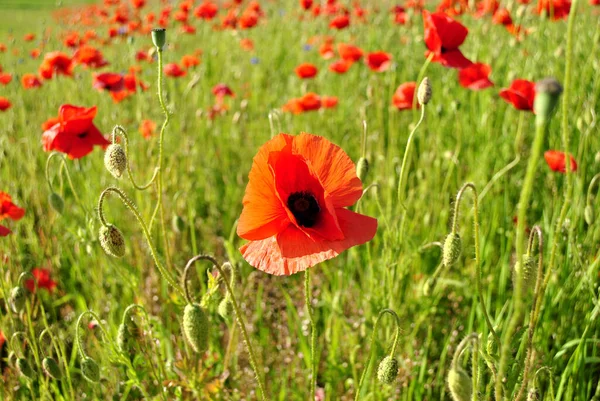 Red Poppies Green Field — Stock Photo, Image