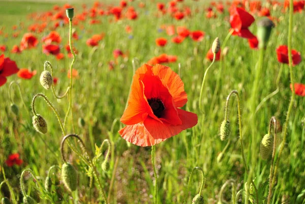 Field Red Poppies Background Green Grass — Stock Photo, Image