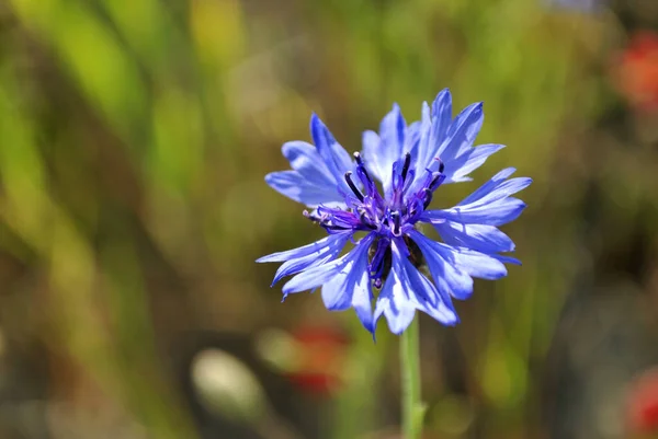 Μπλε Άνθη Καλαμποκιού Ένα Πράσινο Φύλλο Ένα Θολό Φόντο Κοντά — Φωτογραφία Αρχείου