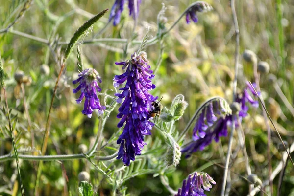 Hermosas Flores Púrpuras Prado — Foto de Stock