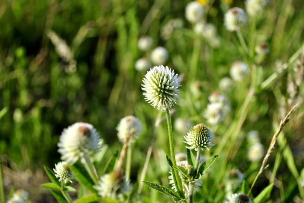 晴れた日に畑に白いアザミの花を咲かせ — ストック写真
