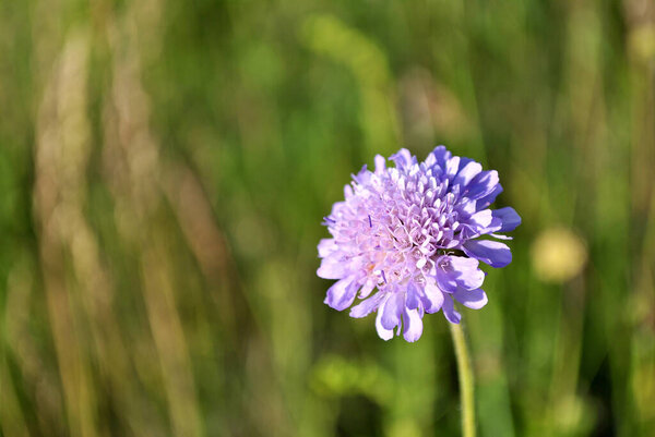 красивые цветы в саду 
