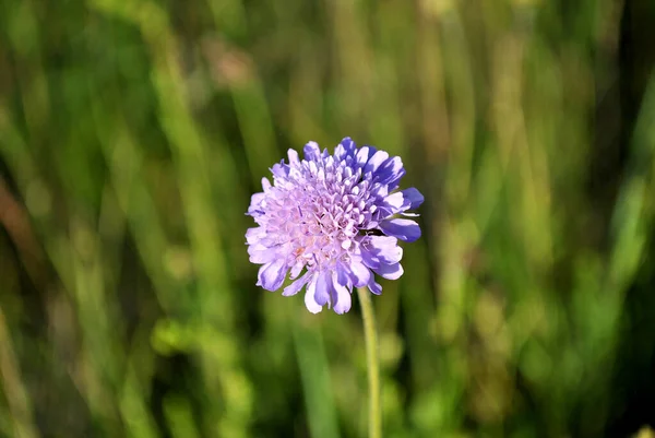 Primer Plano Hermosa Flor Púrpura — Foto de Stock