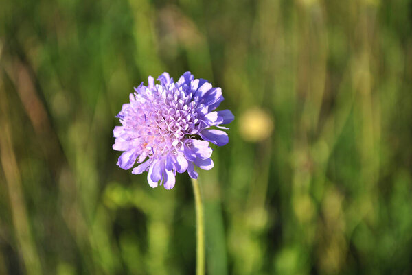 красивые цветы в саду 
