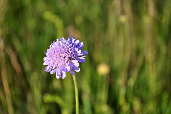Fleur Violette Coucher Soleil — Photo