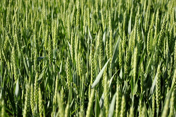 Wheat Field Spring — Stock Photo, Image