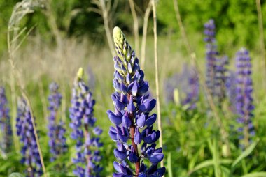 Çayırdaki mavi lupin çiçeği 