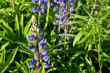 Lupine mavi çiçekler 