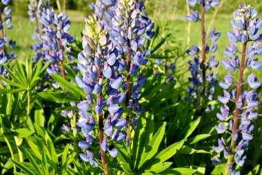 Yaz bahçesinde güzel lupinler 