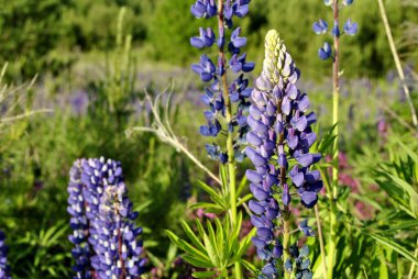 Çam ağacında mavi lupinler 
