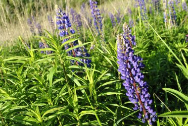 Yeşil çimlerin üzerinde güzel çiçekler. 