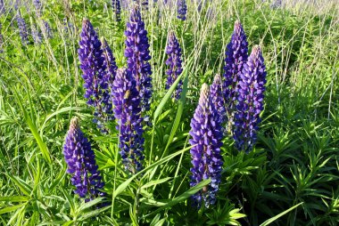 Bahçedeki güzel mor çiçekler 