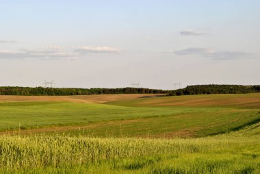 Bahçedeki güzel mor çiçekler 