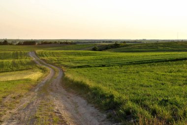 Bahçedeki güzel mor çiçekler 