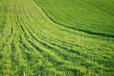 Bahçedeki güzel mor çiçekler 