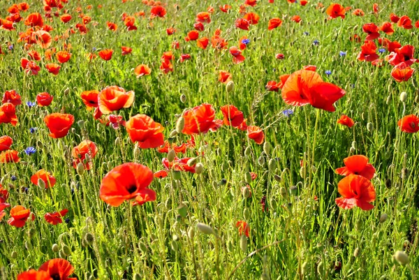 stock image field of red poppies 