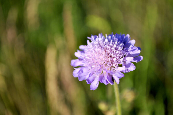 красивые фиолетовые цветы в саду 