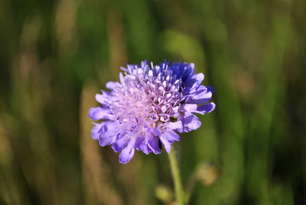Крупним Планом Знімок Фіолетової Квітки — стокове фото