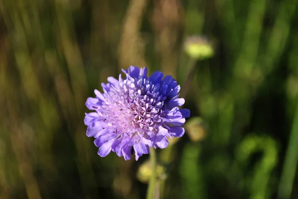 Фіолетові Квіти Зеленому Фоні — стокове фото
