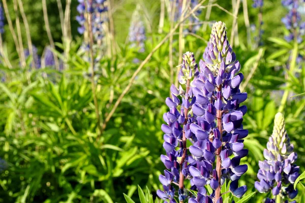 牧草地に咲く美しい青いルピンの花 — ストック写真