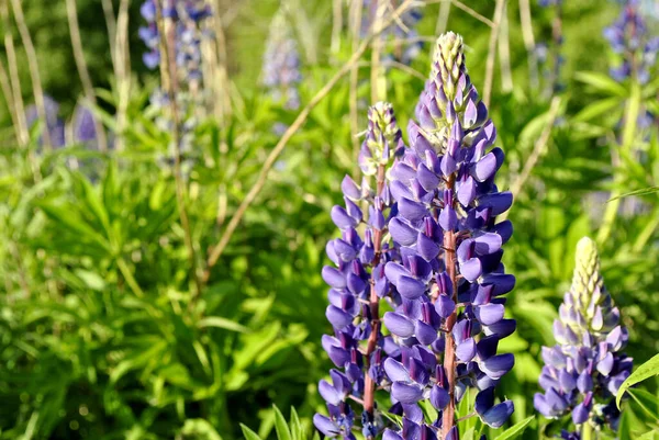 Fleurs Lupin Sur Fond Vert — Photo