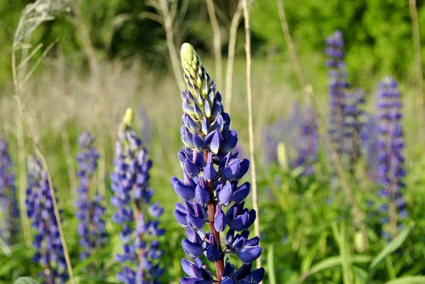 Fleur Lupin Bleu Sur Une Prairie — Photo