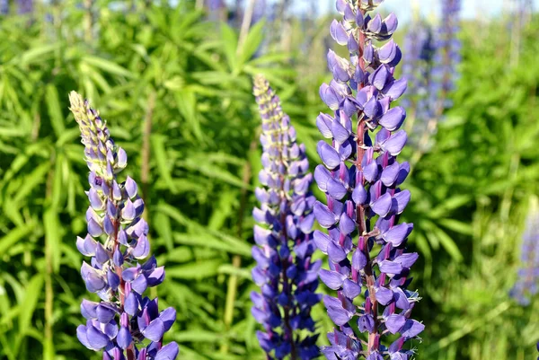 ルピネ ルピネ 紫松のコーンと花 — ストック写真
