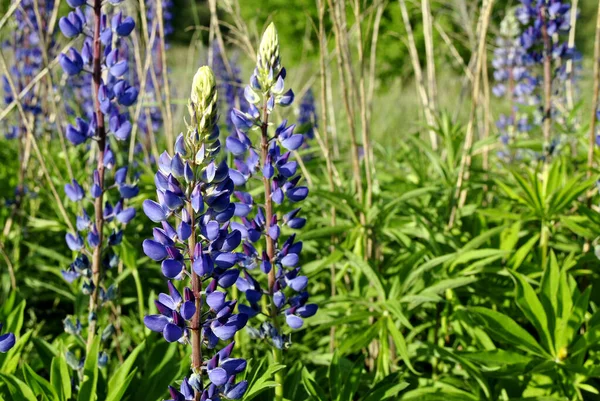 绿色草地上美丽的蓝色松柏 夏天的花 — 图库照片