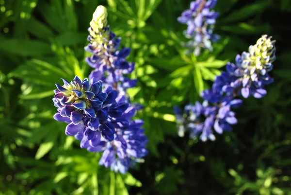 Belles Fleurs Lupins Violets Sur Fond Prairie Été — Photo
