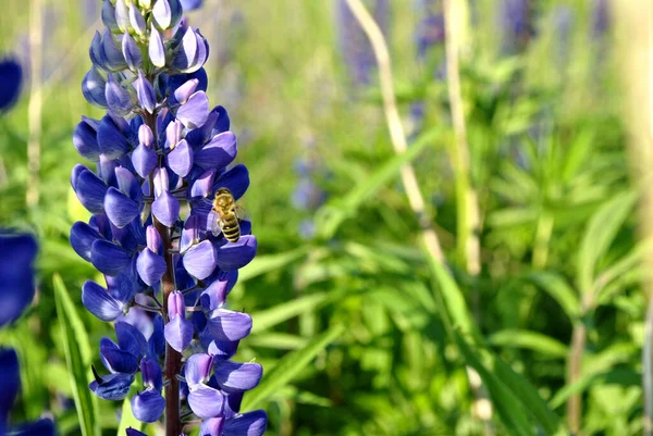 Tarladaki Güzel Lupin Çiçeklerinin Güzel Bir Fotoğrafı — Stok fotoğraf