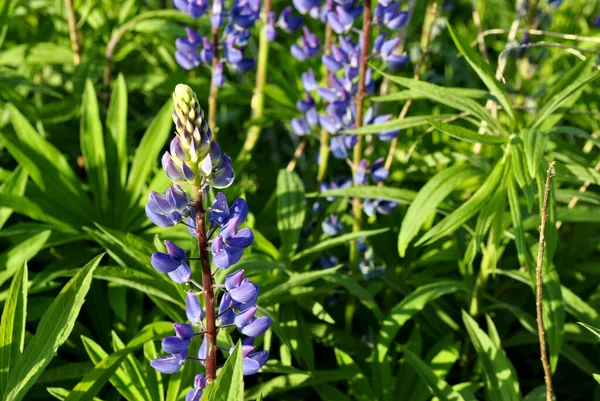 Niebieskie Kwiaty Wilczy — Zdjęcie stockowe