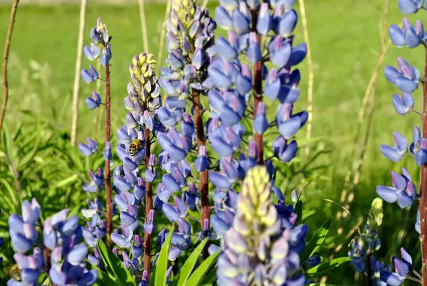 青い草を背景にしたラピーネの花 — ストック写真