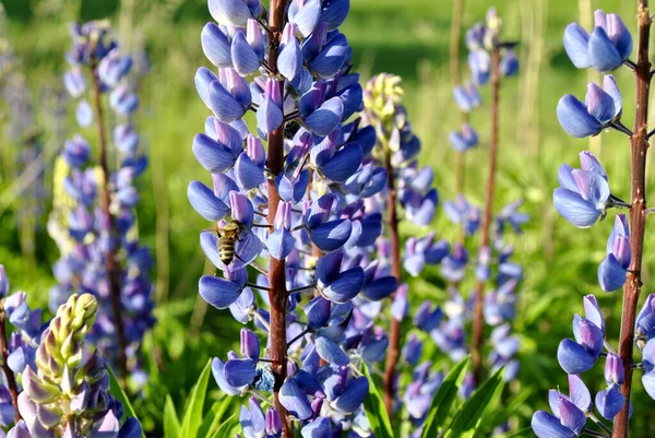 背景に青いラピンの花を咲かせ — ストック写真