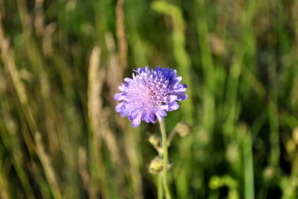 庭の美しい紫色の花 — ストック写真