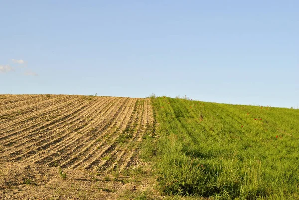 夏の緑の小麦畑 — ストック写真