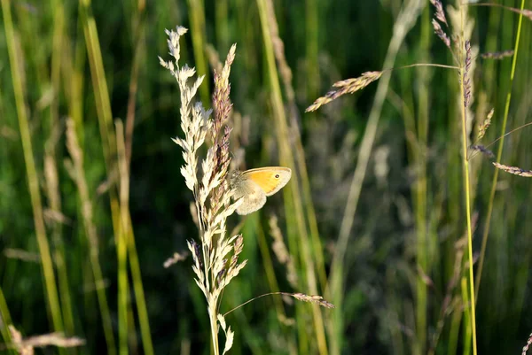 Papillon Jaune Sur Herbe Verte Fond Nature — Photo