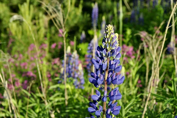 Fleur Lupin Sur Fond Herbe Verte Beau Paysage Naturel — Photo
