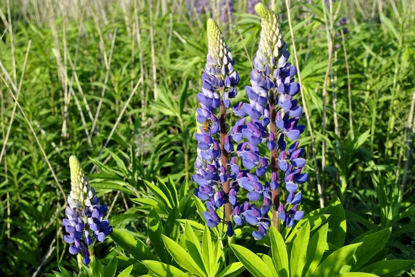 青い背景のルピナスの花 — ストック写真