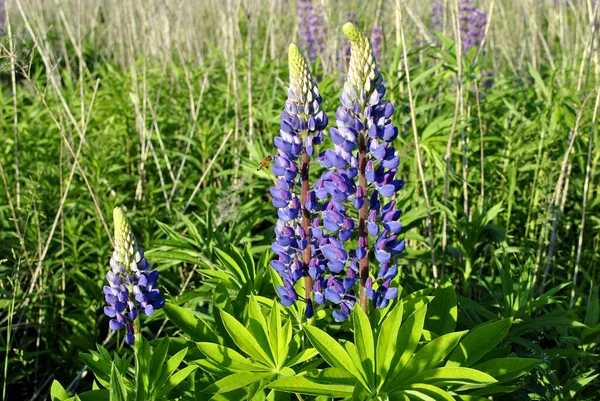 Люпин Люпин Сосновый Цветок Голубой Сосновый Цветок Весной — стоковое фото