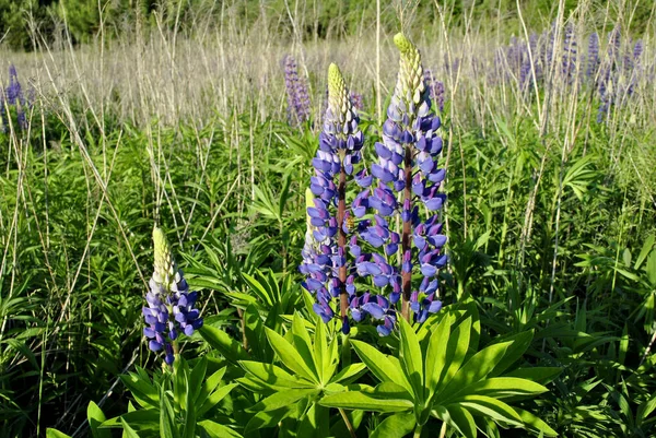 Krásná Modrá Vlčí Květina Zelenými Listy Louce — Stock fotografie