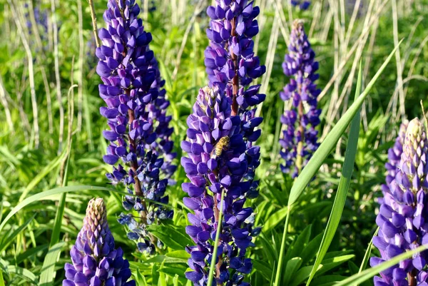 庭と蜂の美しい紫色の花 — ストック写真