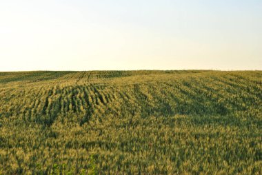 yeşil çim ve mavi gökyüzü