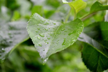 Su damlalı yeşil yaprak