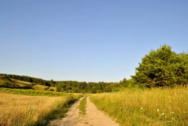 Yeşil orman ve yol