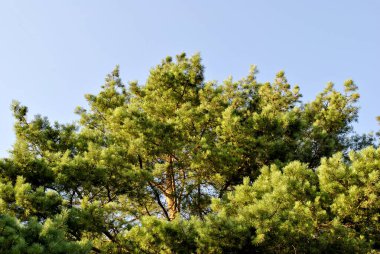 Ormanda çam ağacı dalı