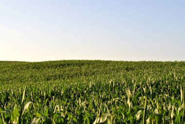 Mısır ve mavi gökyüzü