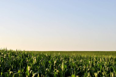 Mavi gökyüzü arka plan alanıyla yeşil Mısır.